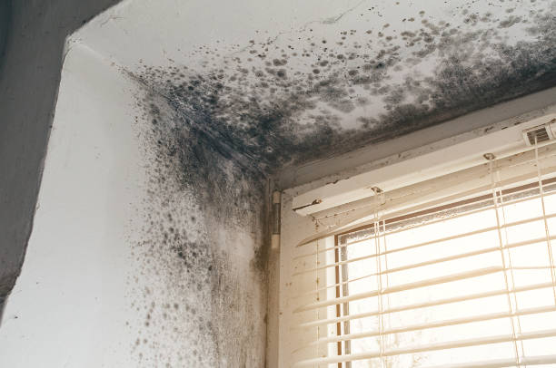 Affordable Hvac And Air Duct Mold Remediation solutions in Harbor Springs, MI